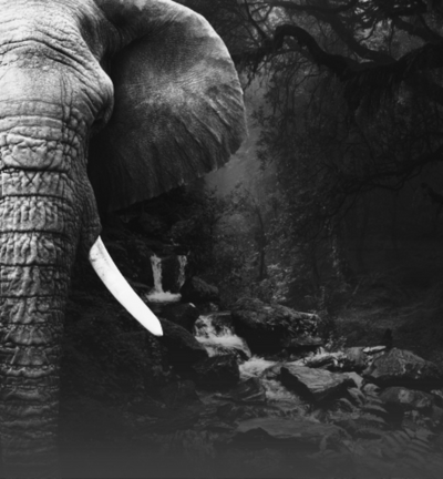 Close-up of an elephant's trunk and tusk in a natural setting with trees and rocks.